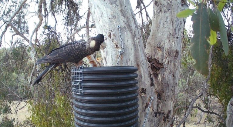 Cockatoo Hollow Test Program – Update