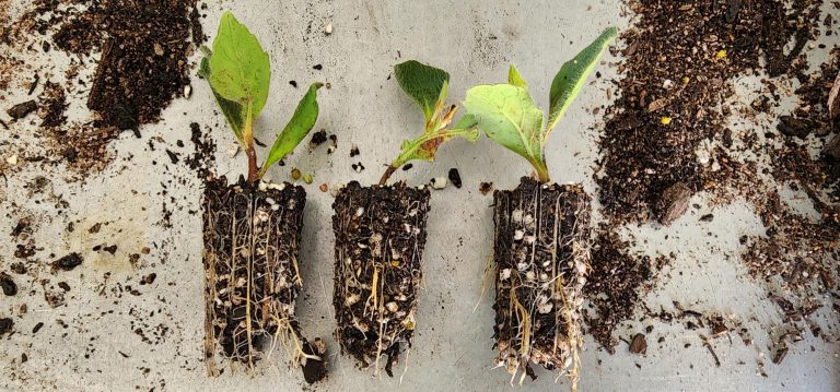 Seedling Success